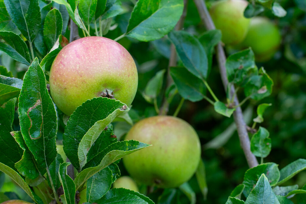 apples on the tree