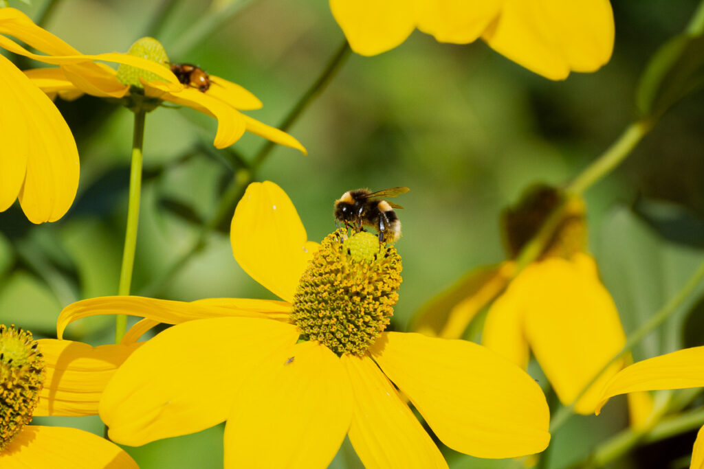 Pollinating bee on rudbeckia