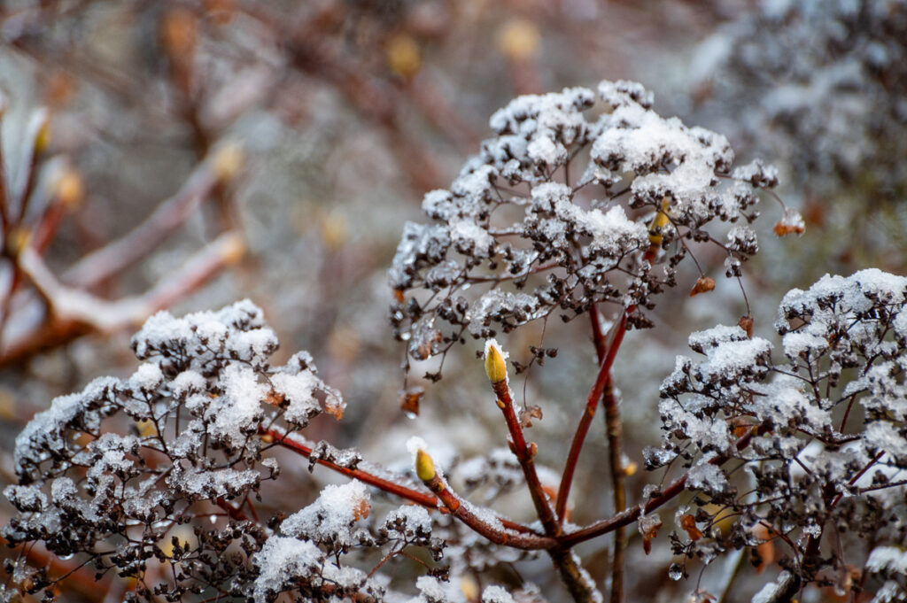 snow covered hydrangea