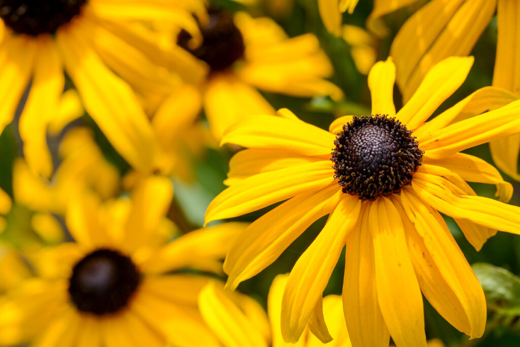 yellow rudbeckias typical august flowers