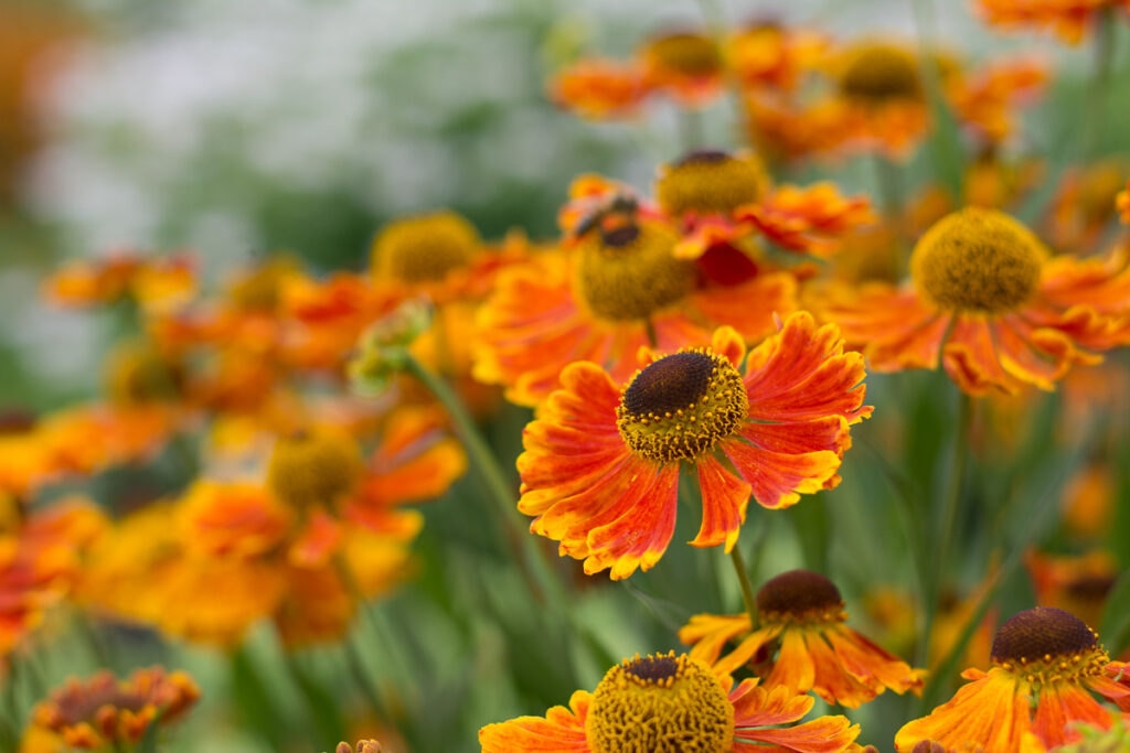 orange heleniums typical July flowers in the garden