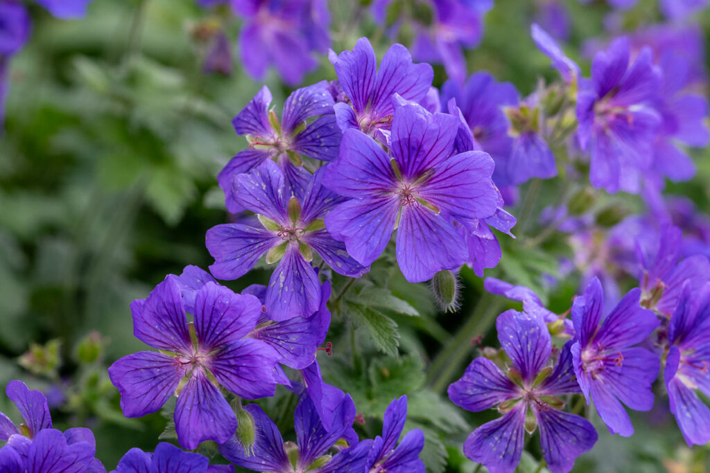 blue geraniums typical June flowers in the garden