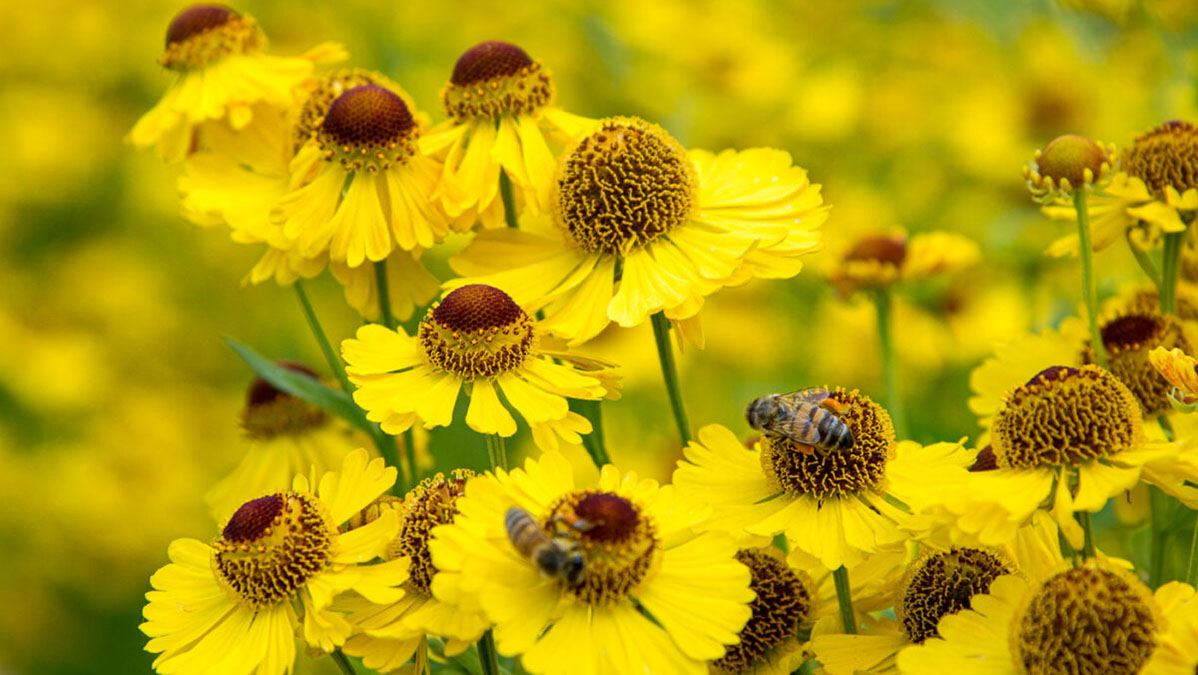 Blue Daisy Garden Design Ltd logo