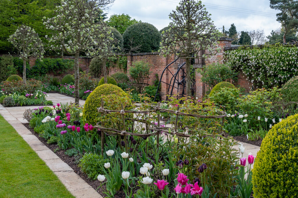 Spring bulbs in a designed garden border