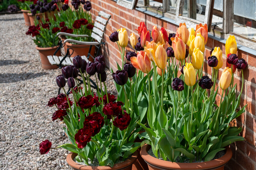 Brightly coloured tulips in containers 