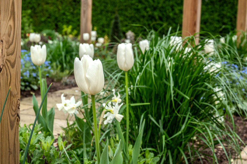 Example of planting design using spring bulbs