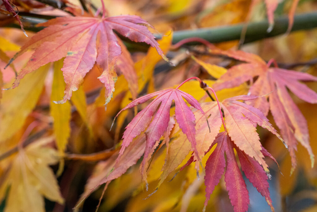 Acer in autumn