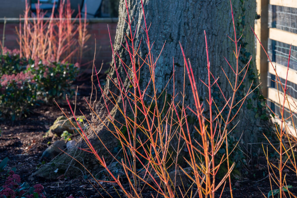 Winter border including bright dogwood stems against tree bark.