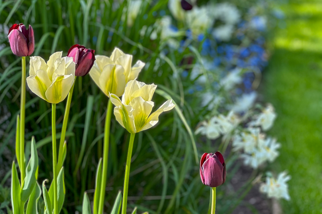 Spring bulbs planted in autumn for colourful Warwickshire garden border.