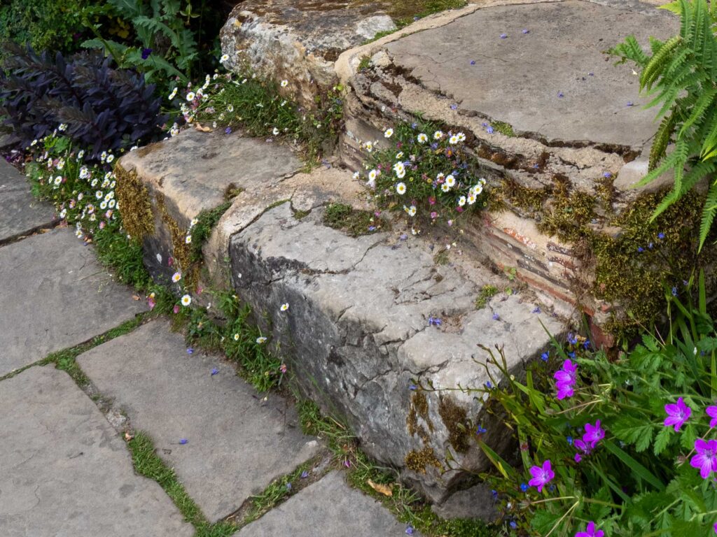 Reclaimed stone garden steps with self-seeded plants